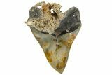 Serrated, Fossil Megalodon Tooth - North Carolina #342183-1